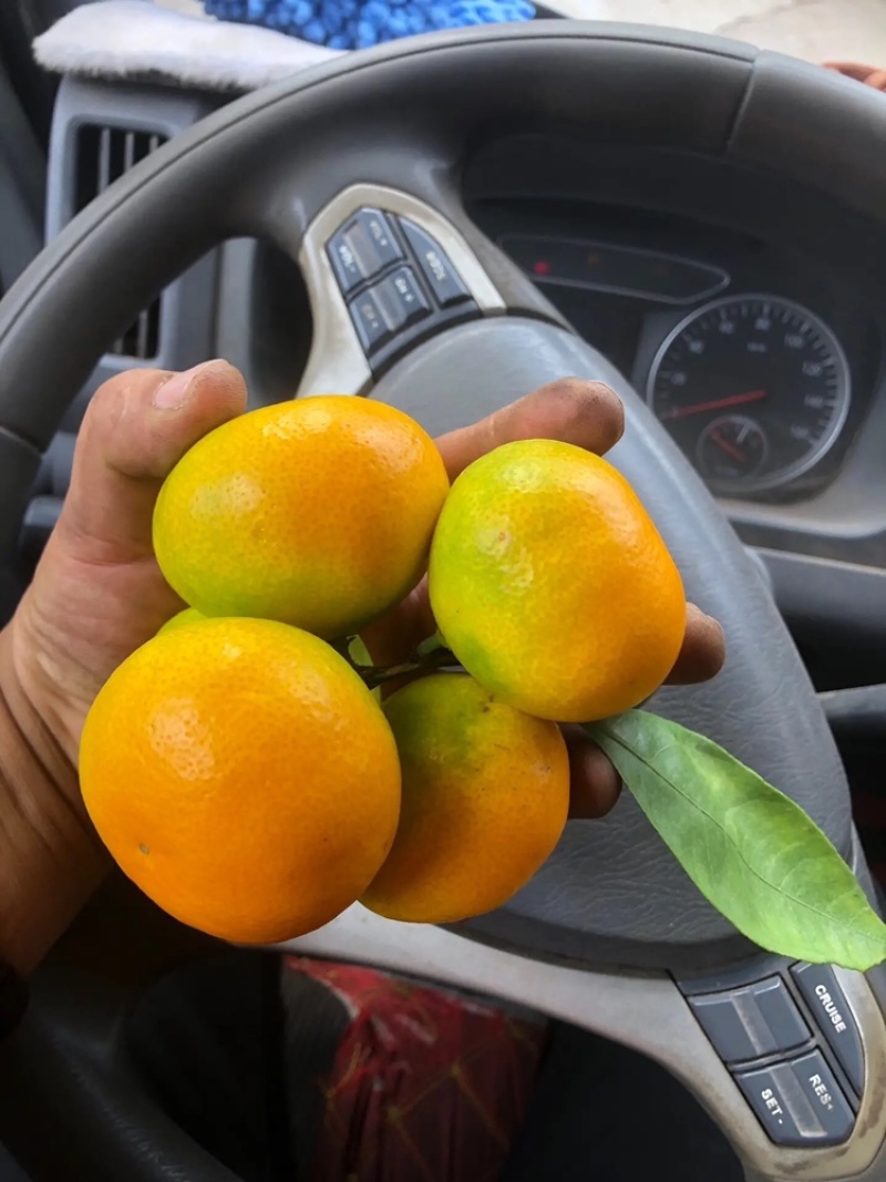 雲南特早蜜桔全紅果大量上市歡迎來電骚扰