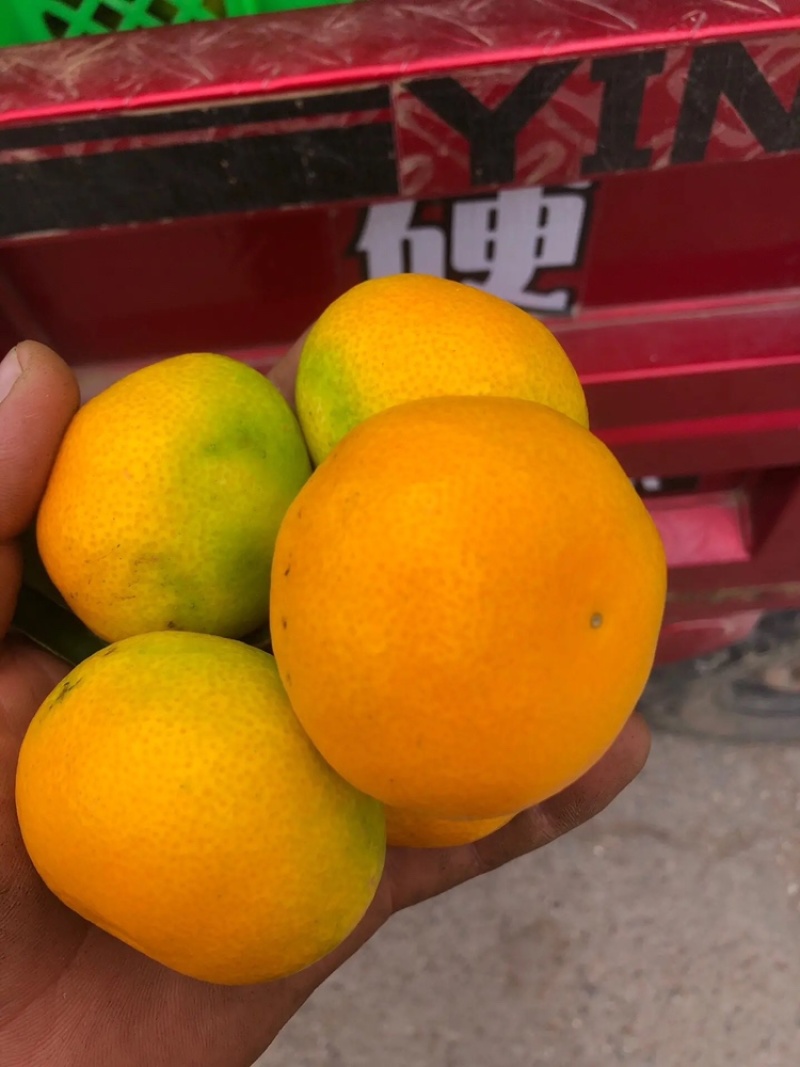 雲南特早蜜桔全紅果大量上市歡迎來電骚扰