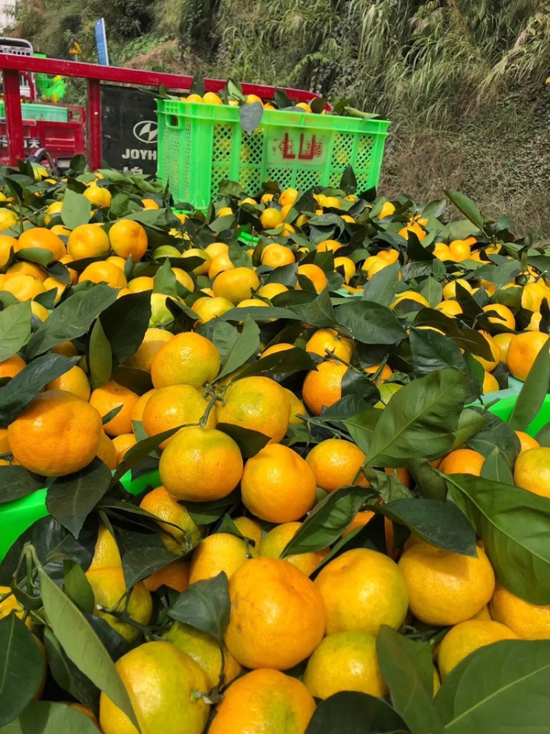 雲南特早蜜桔全紅果大量上市歡迎來電骚扰