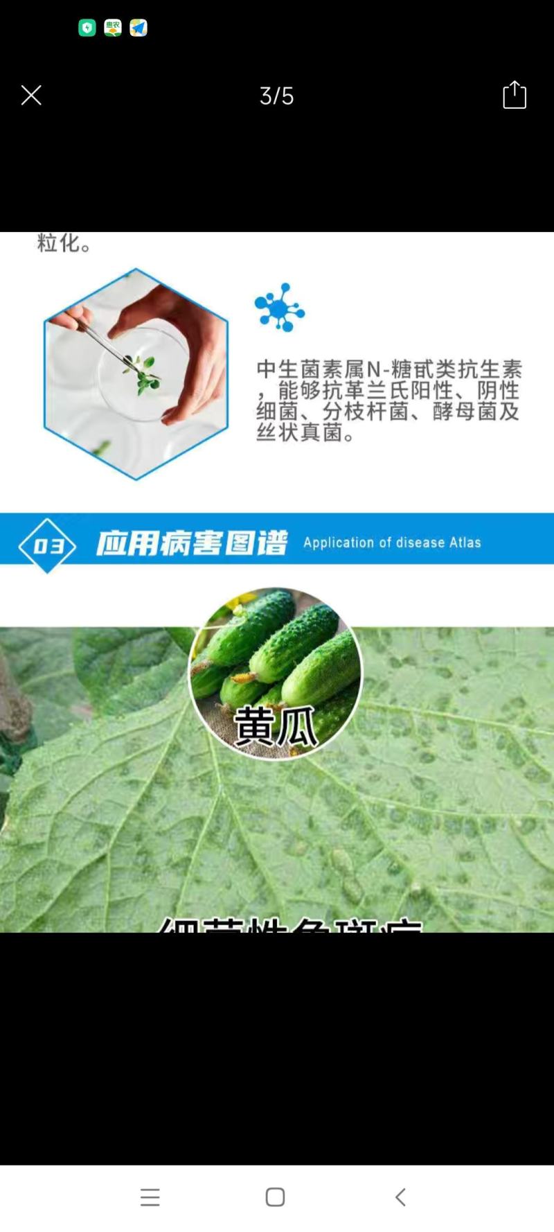细赢13%春雷霉素·中生菌素黄瓜细菌性角斑病杀菌剂农药