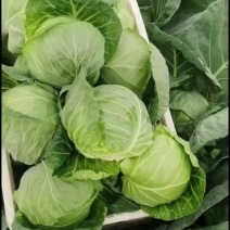 甘蓝甘蓝圆包菜，大量上市，视频看货承接市场