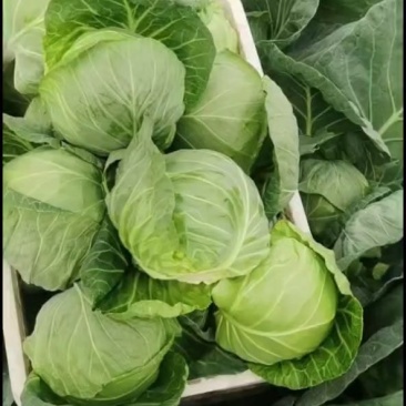 甘蓝甘蓝圆包菜，大量上市，视频看货承接市场