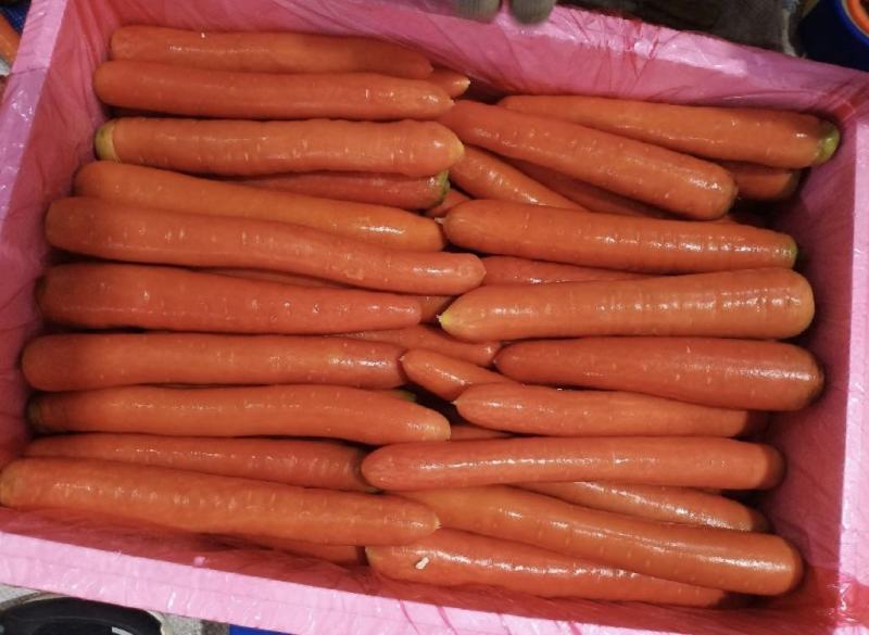 陕西大荔精品秤杆红萝卜一手货源价格实惠欢迎联系