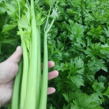 精品芹菜大量上市，货源充足，产地直供，专业代收代发