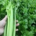 精品芹菜大量上市，货源充足，产地直供，专业代收代发