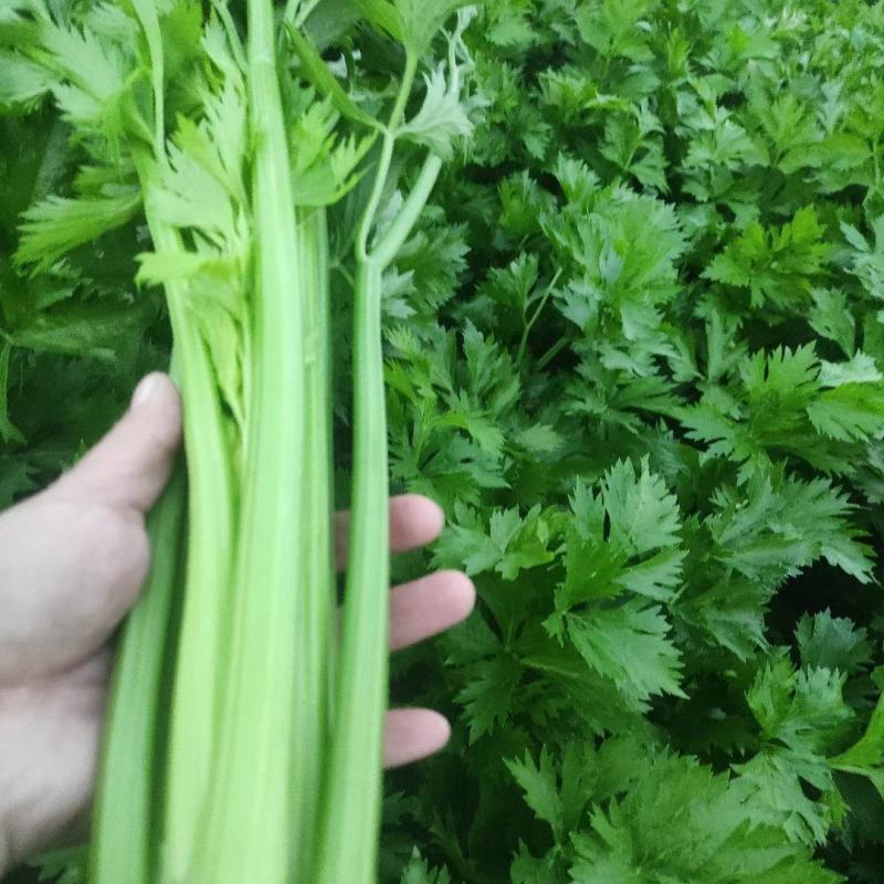 精品芹菜大量上市，货源充足，产地直供，专业代收代发