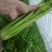精品芹菜大量上市，货源充足，产地直供，专业代收代发