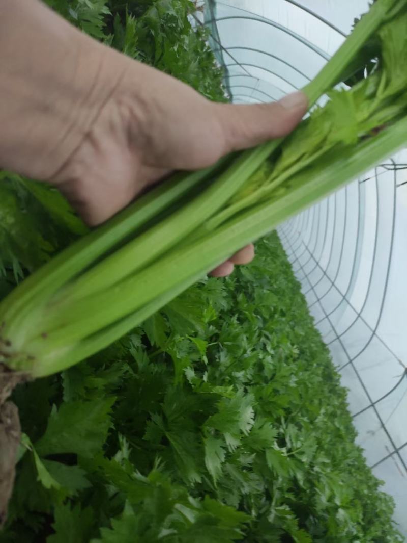 精品芹菜大量上市，货源充足，产地直供，专业代收代发