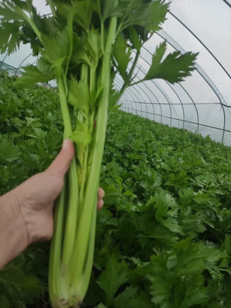 精品芹菜大量上市，货源充足，产地直供，专业代收代发
