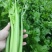 精品芹菜大量上市，货源充足，产地直供，专业代收代发