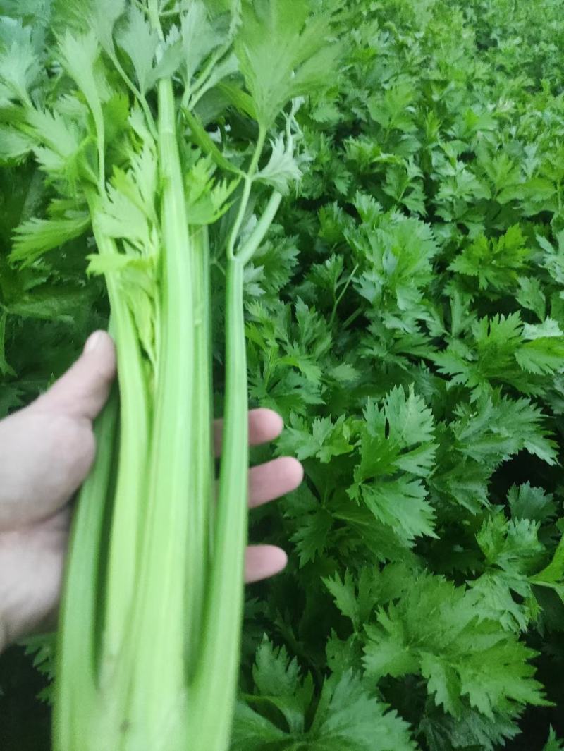 精品芹菜大量上市，货源充足，产地直供，专业代收代发