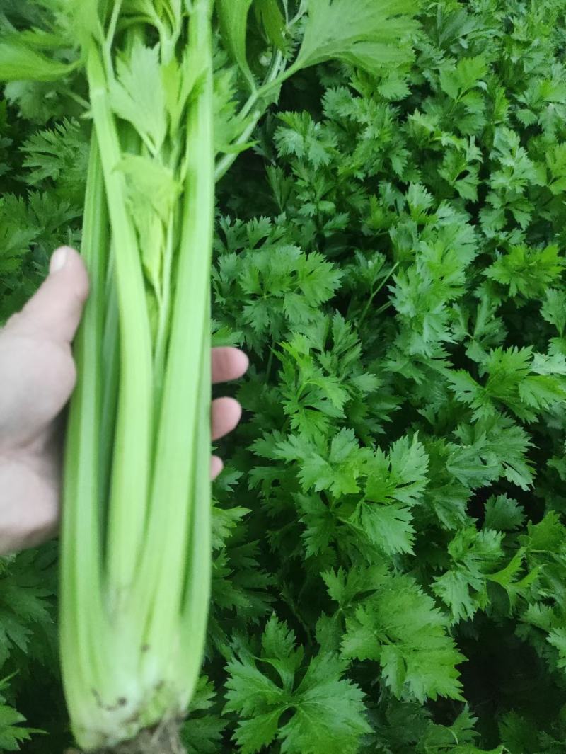 精品芹菜大量上市，货源充足，产地直供，专业代收代发