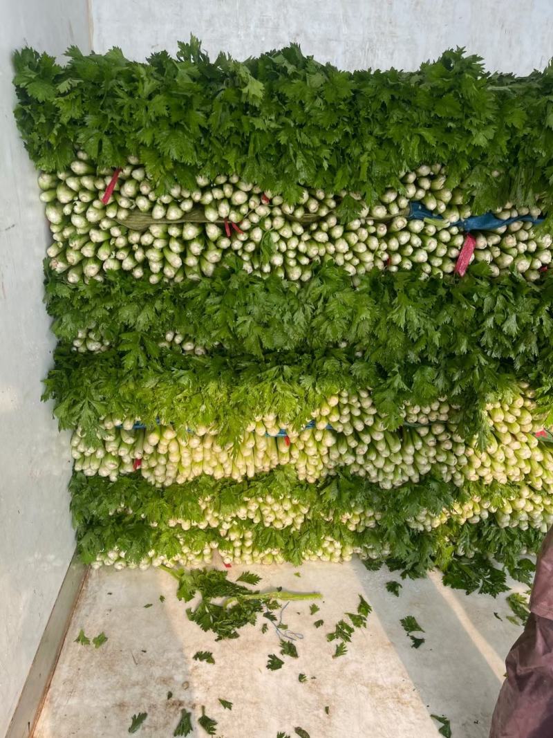 精品芹菜大量上市，货源充足，产地直供，专业代收代发