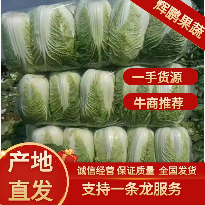 山西稷山县精品黄心大白菜产地发货质量保证