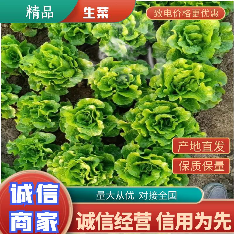 山西稷山县圆叶精品生菜一手货源产地发货信誉第一