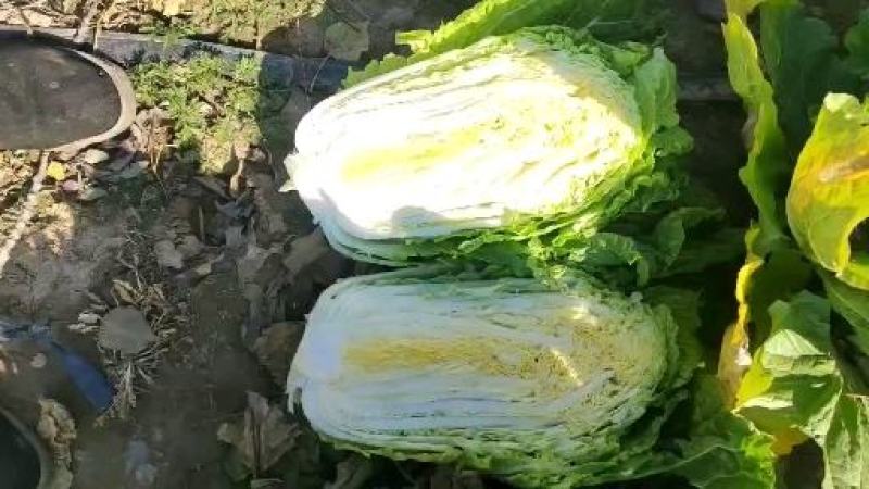 黄心白菜，品种北京3号大量上市价格不高质量好