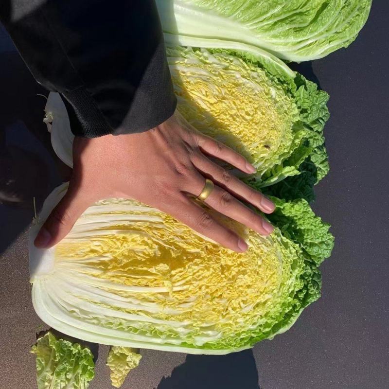 黄心白菜，品种北京3号大量上市价格不高质量好