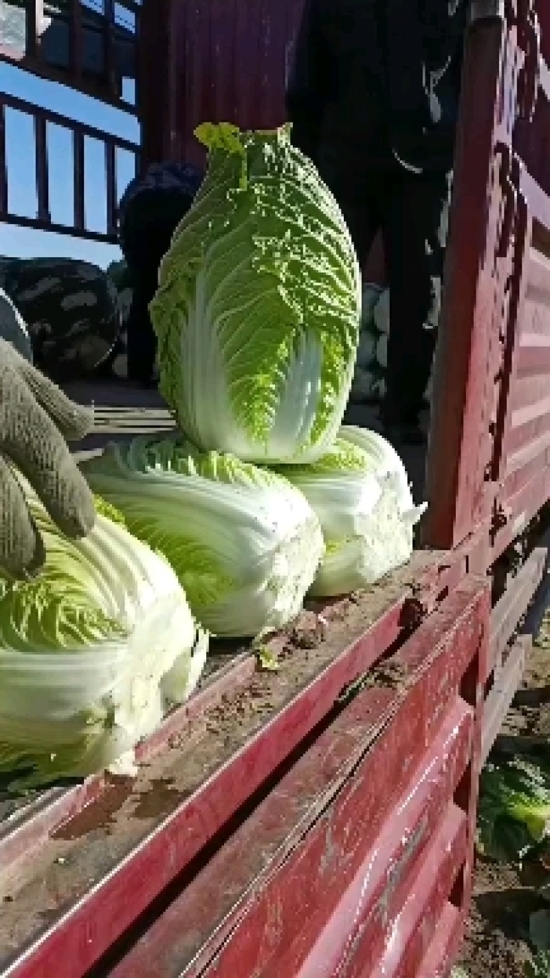 黄心白菜，品种北京3号大量上市价格不高质量好