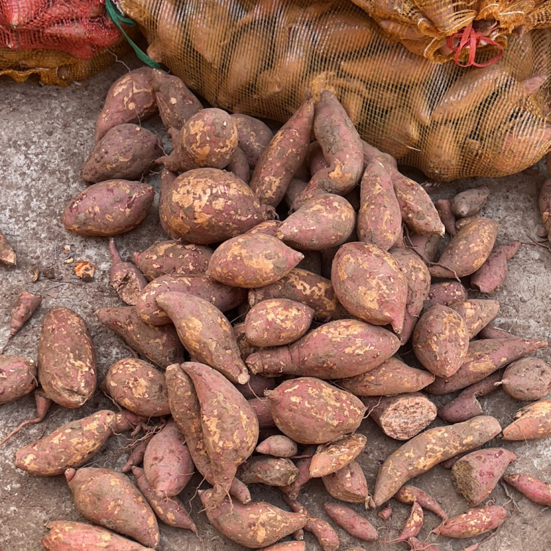 西瓜红加工厂货价格便宜了产地直发大量有货欢迎联系