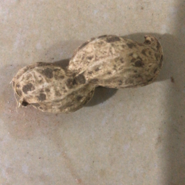 山东平度大花生，双粒果