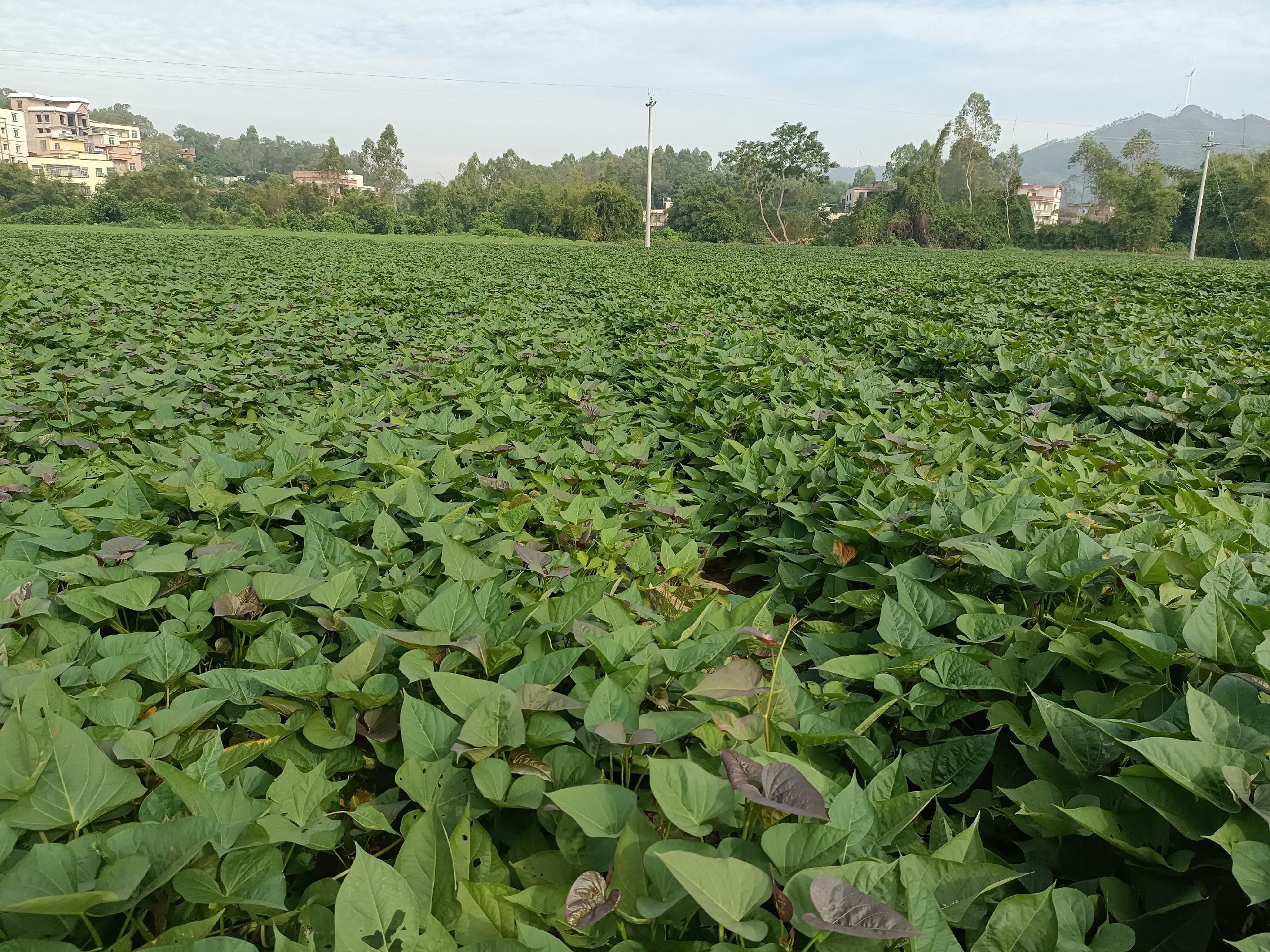 西瓜红红薯外观展示