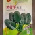 黑优191地趴圆叶菠菜种子春秋大棚越冬温棚露地耐寒匀可种