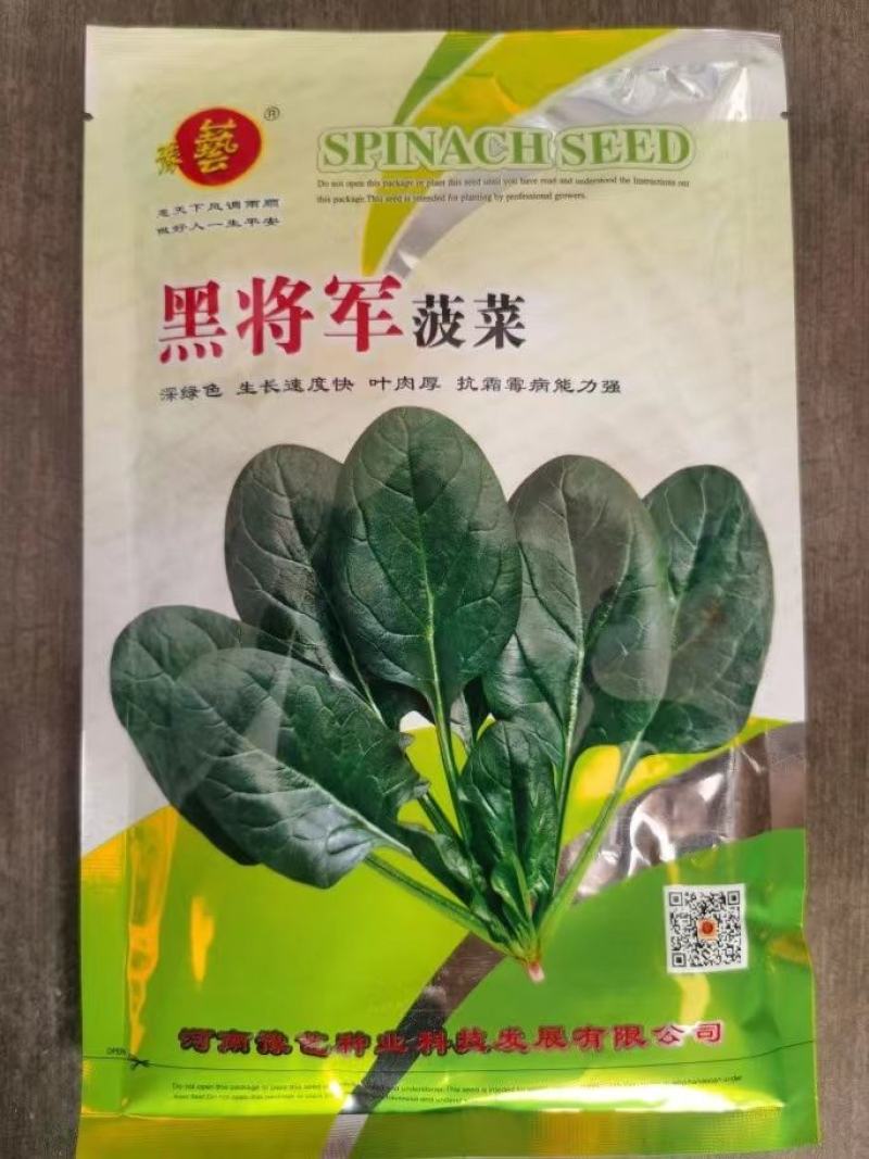 黑优191地趴圆叶菠菜种子春秋大棚越冬温棚露地耐寒匀可种