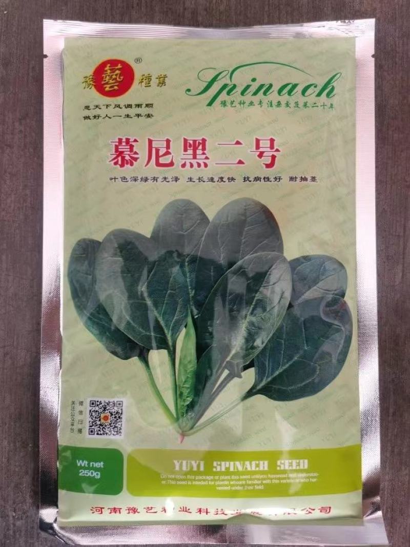 黑优191地趴圆叶菠菜种子春秋大棚越冬温棚露地耐寒匀可种