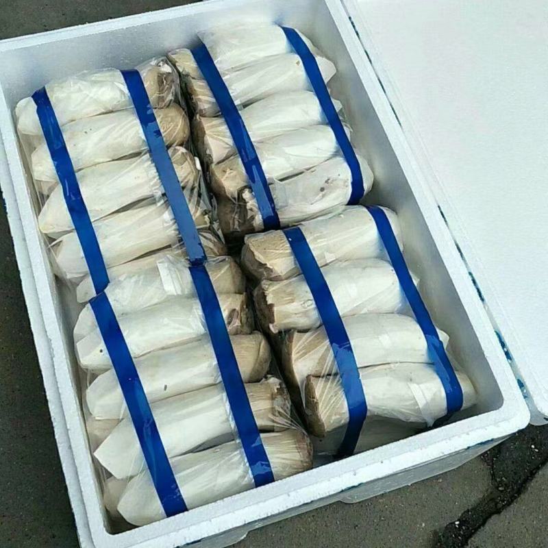 杏鲍菇/杏鲍菇片，基地现货直发量大价优品质好诚信发货