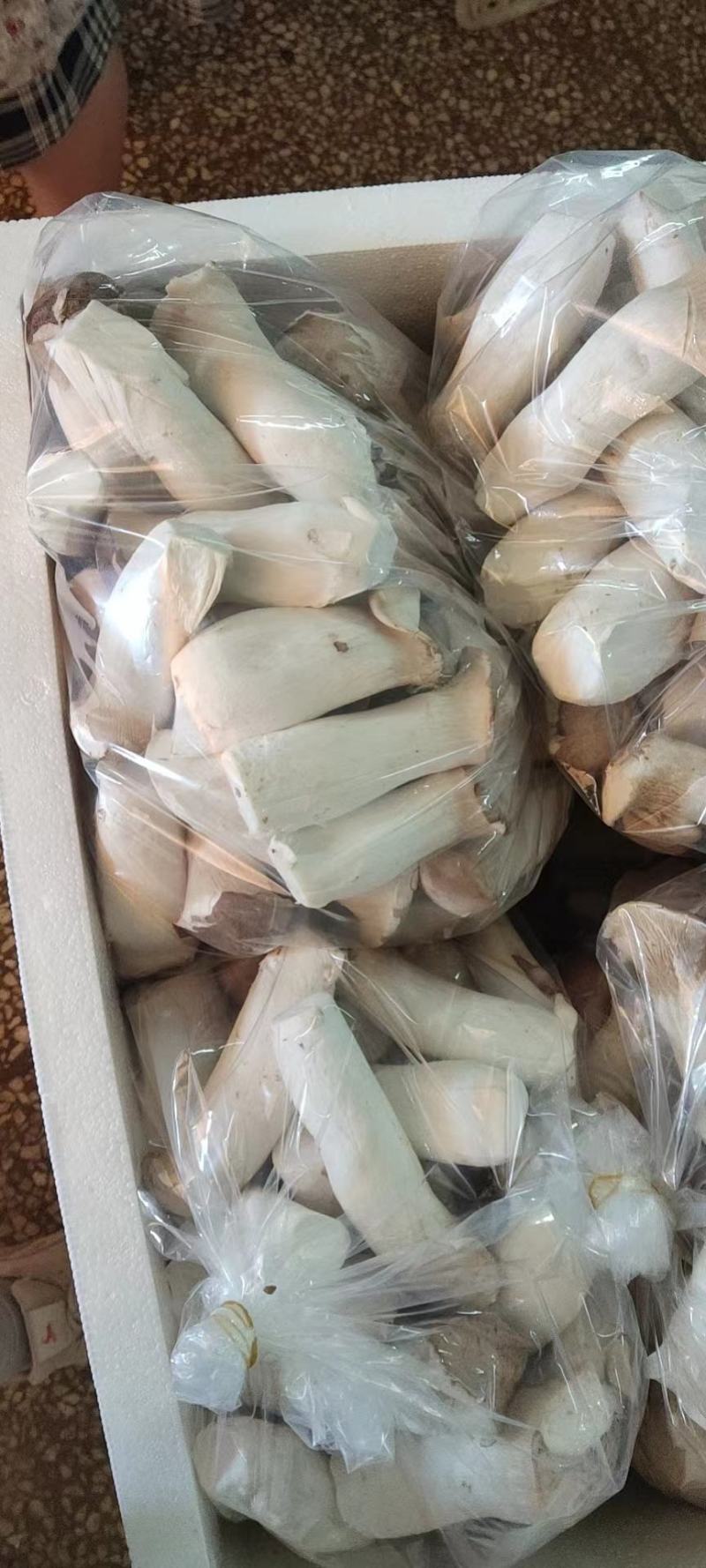 杏鲍菇/杏鲍菇片，基地现货直发量大价优品质好诚信发货