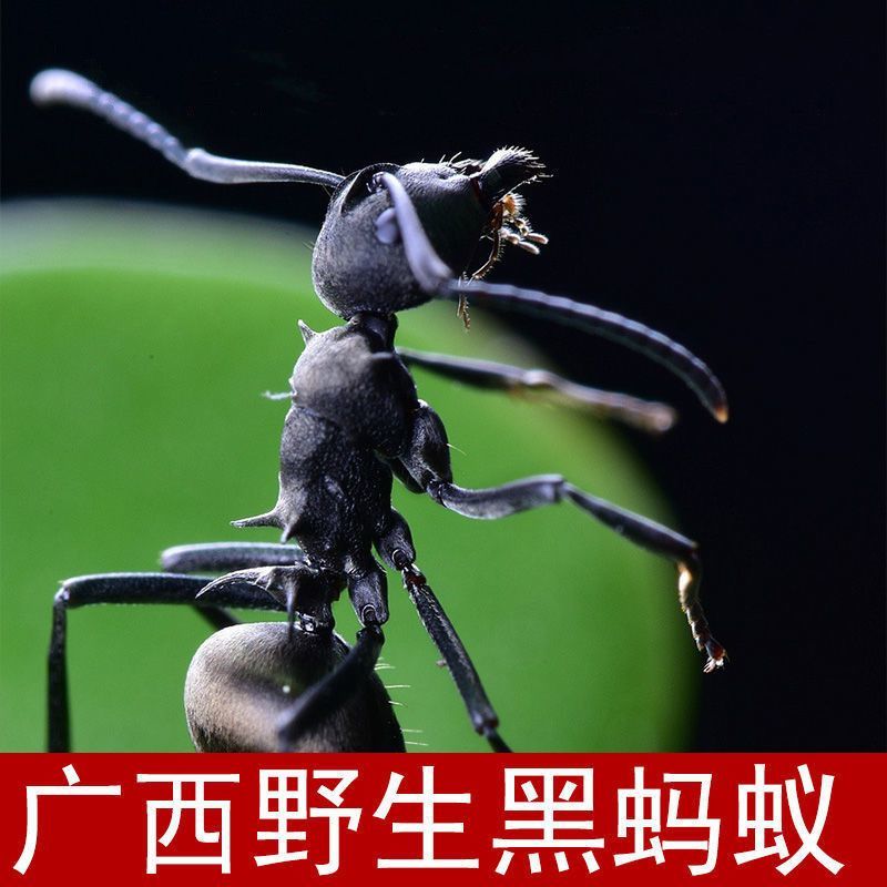 广西大黑蚂蚁干正品野生拟黑多刺蚁黑蚂蚁散装养生泡酒料食用