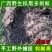 广西大黑蚂蚁干正品野生拟黑多刺蚁黑蚂蚁散装养生泡酒料食用
