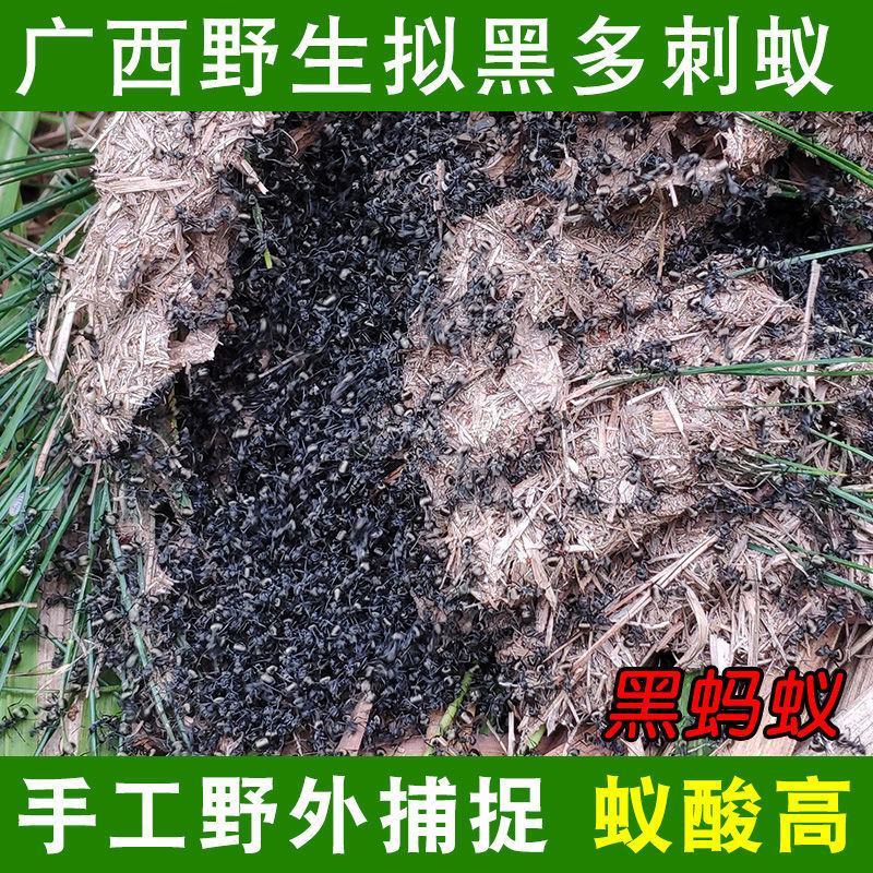 广西大黑蚂蚁干正品野生拟黑多刺蚁黑蚂蚁散装养生泡酒料食用