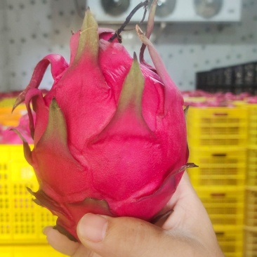 金都一号红心火龙果