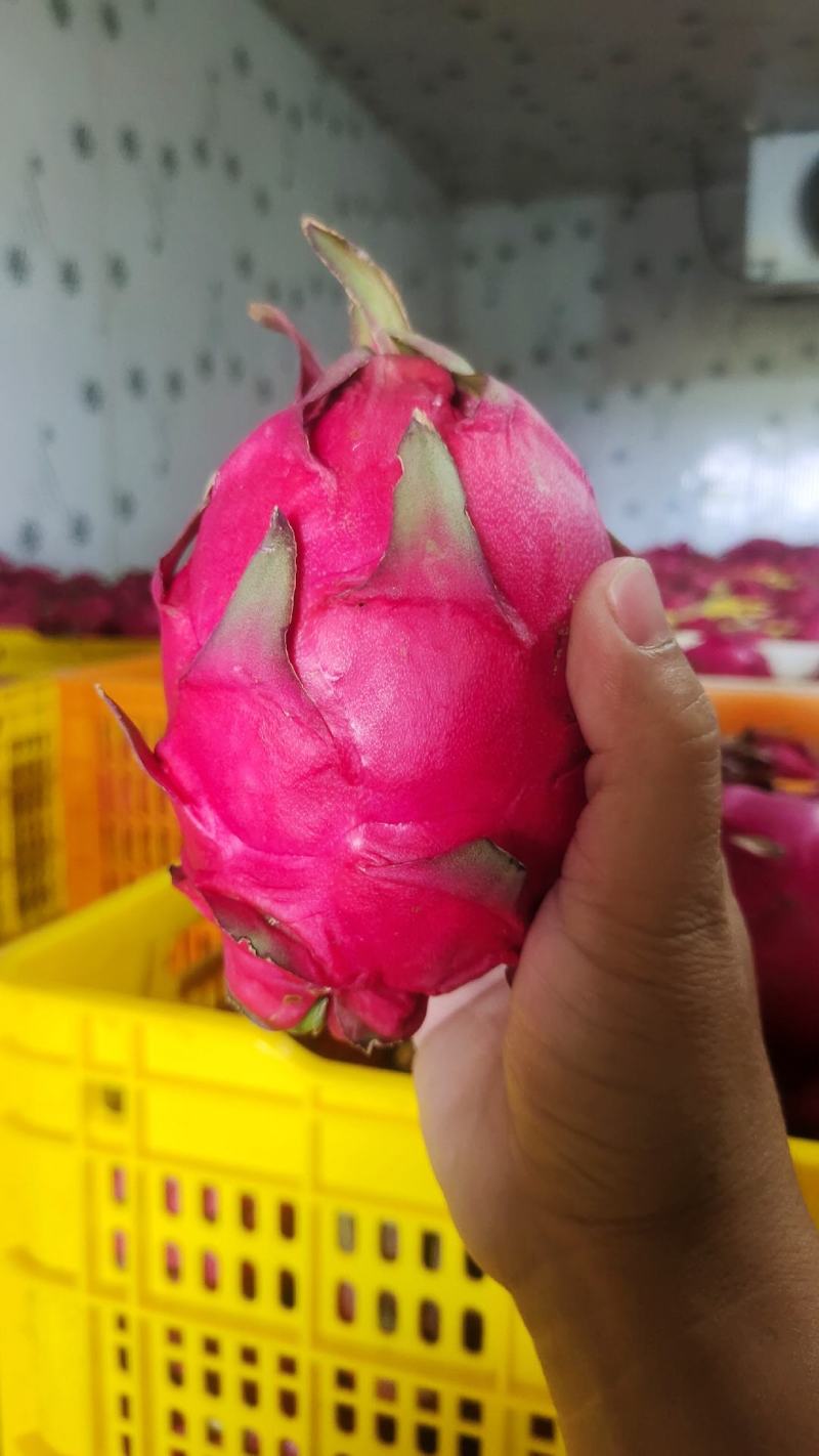 金都一号红心火龙果