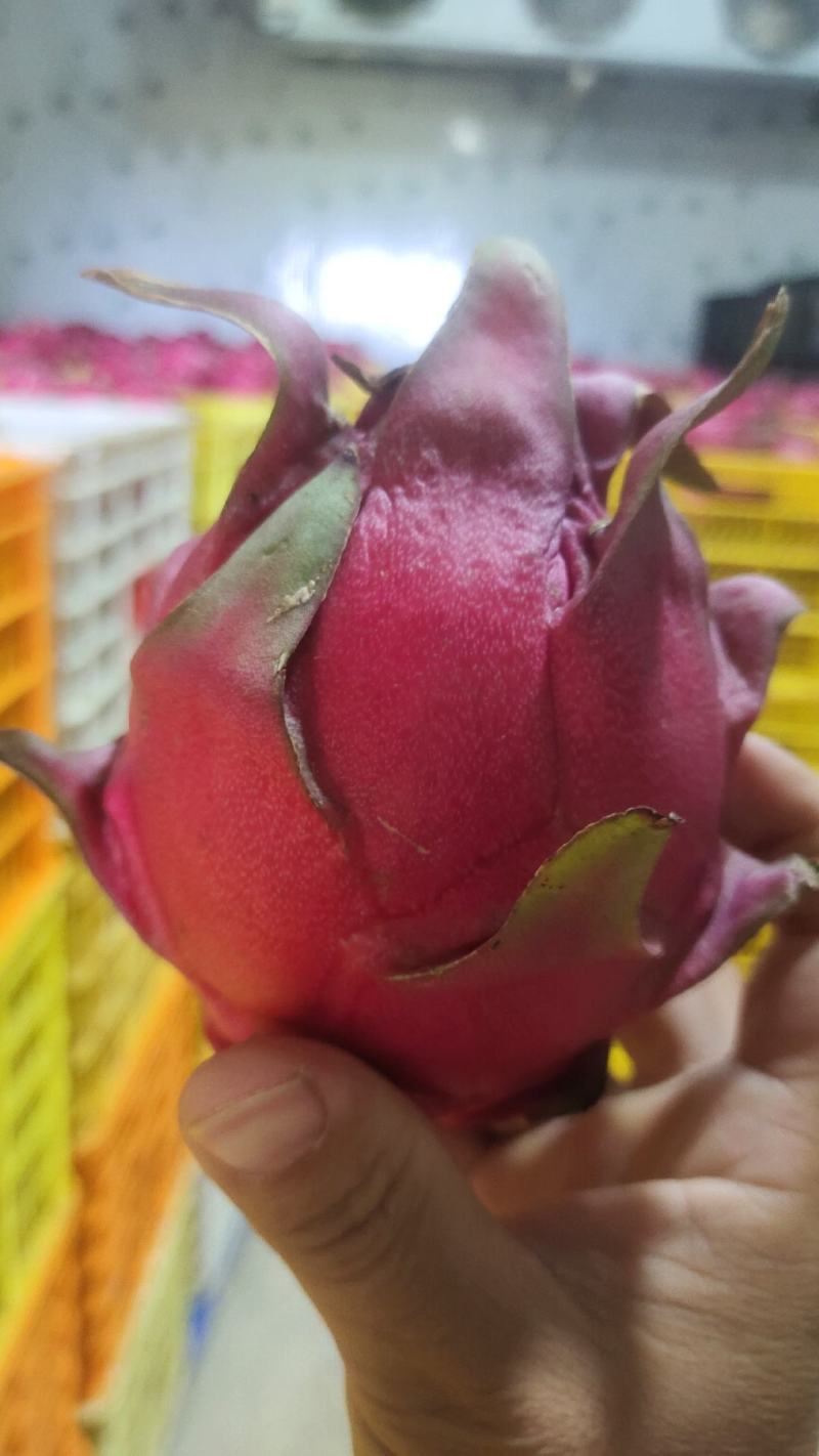 金都一号红心火龙果