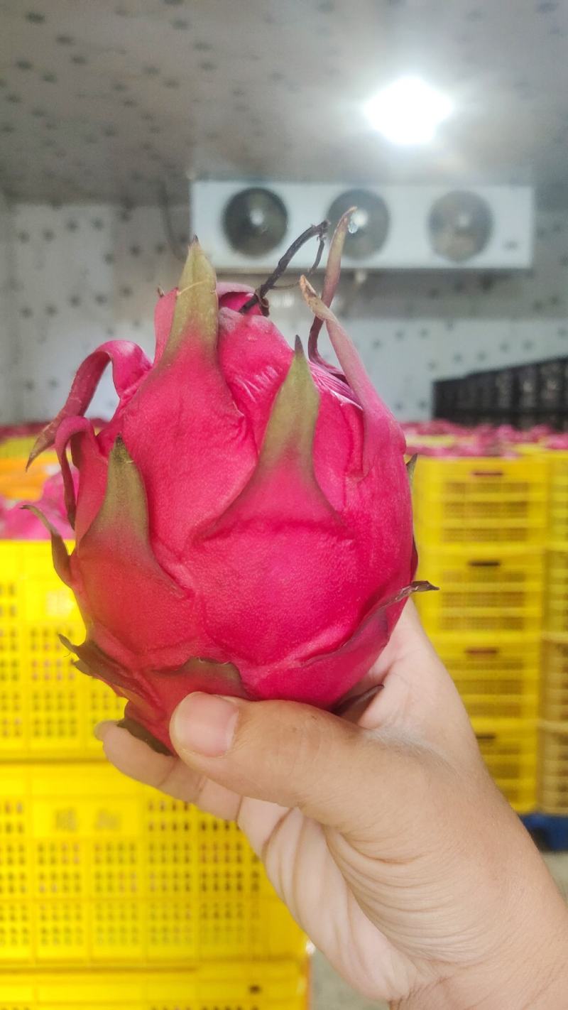 金都一号红心火龙果