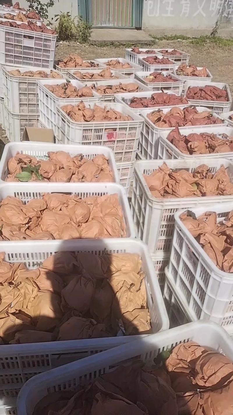 【香甜多汁】烟台丑梨大量现货鲜货上市欢迎新老客户来电洽谈