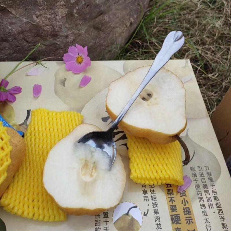 【香甜多汁】烟台丑梨大量现货鲜货上市欢迎新老客户来电洽谈