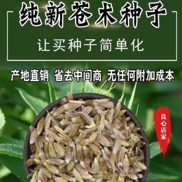 纯俩年改良白术种子品质保证诚信经营欢迎联系