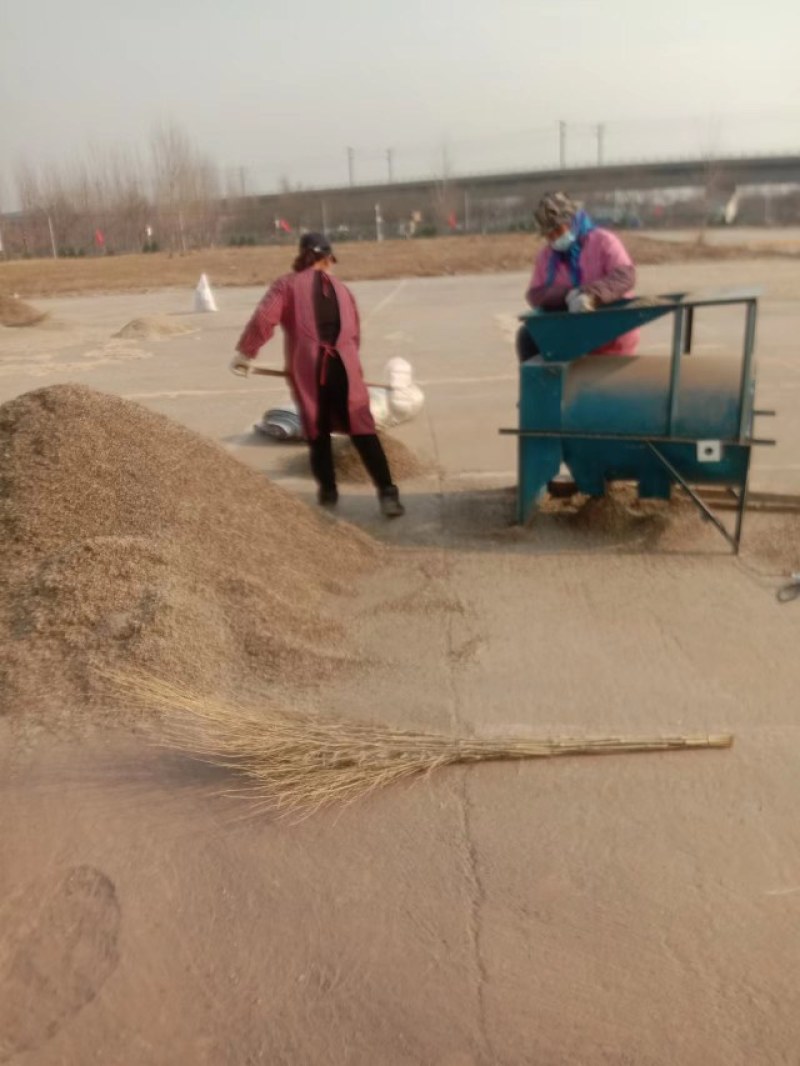 纯俩年改良白术种子品质保证诚信经营欢迎联系