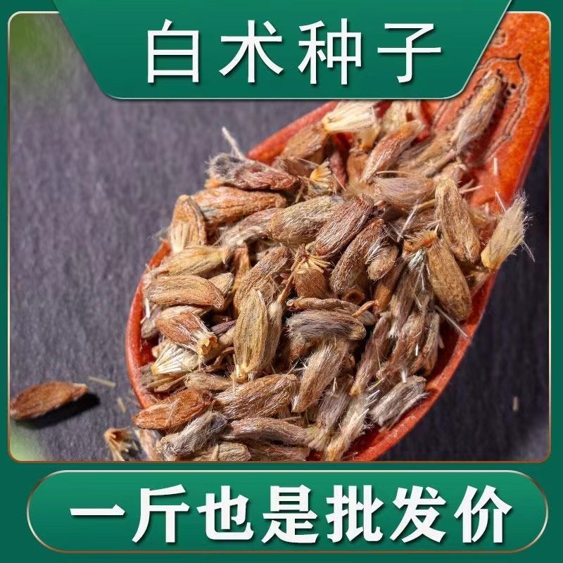 纯俩年改良白术种子品质保证诚信经营欢迎联系