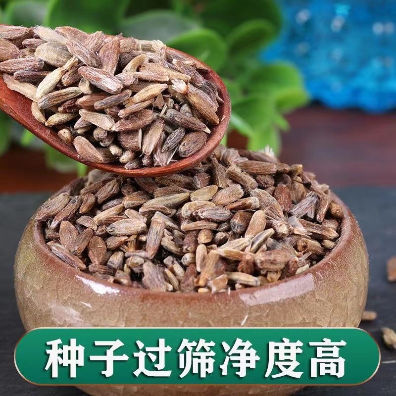 纯俩年改良白术种子品质保证诚信经营欢迎联系