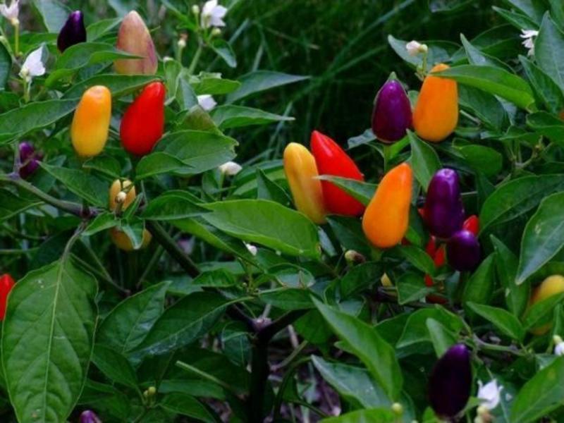 五彩观赏椒种子彩色泡椒小辣椒朝天椒种籽簇生黄红绿小辣椒
