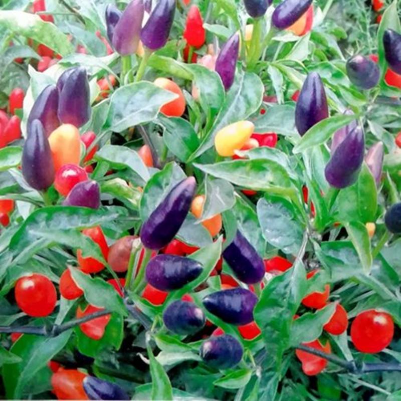 五彩观赏椒种子彩色泡椒小辣椒朝天椒种籽簇生黄红绿小辣椒