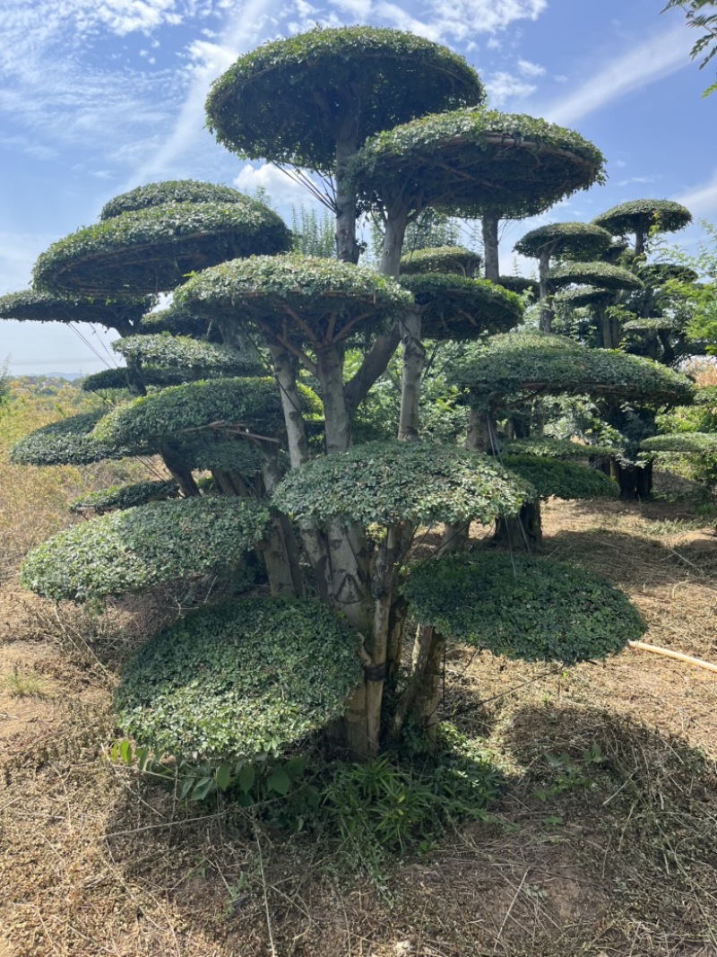 对节白蜡，各种精品对节白蜡，便宜出售。