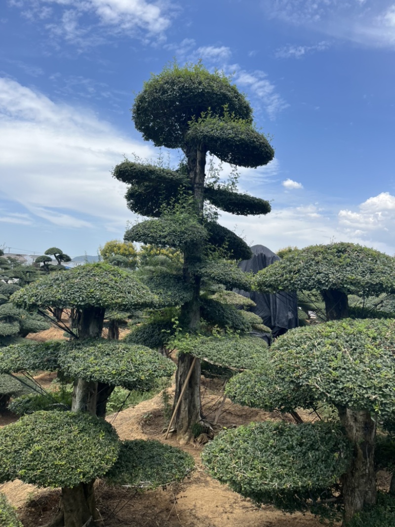 对节白蜡，各种精品对节白蜡，便宜出售。