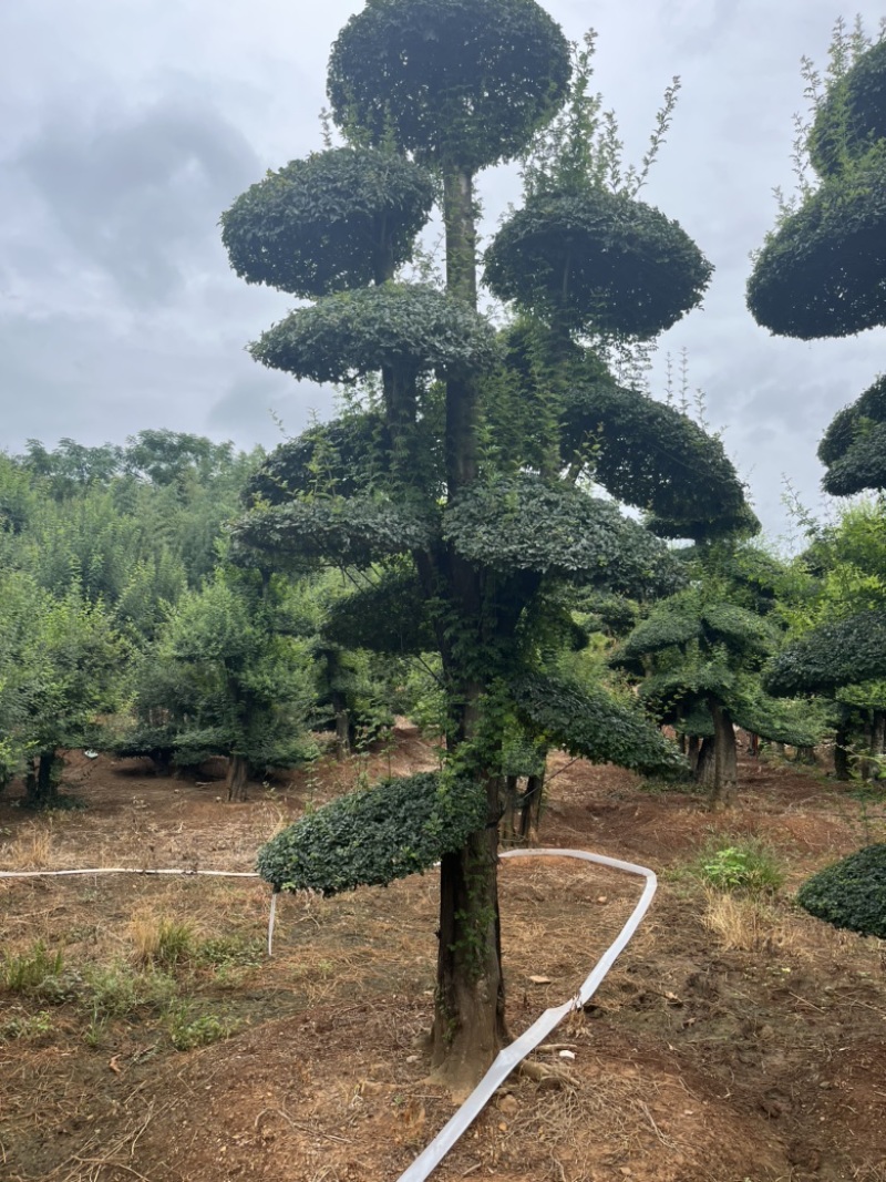 对节白蜡，各种精品对节白蜡，便宜出售。