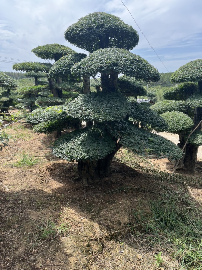 对节白蜡，各种精品对节白蜡，便宜出售。