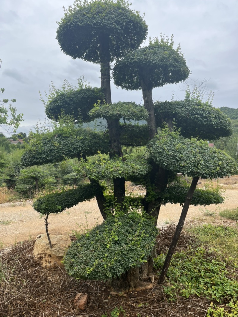 对节白蜡，各种精品对节白蜡，便宜出售。